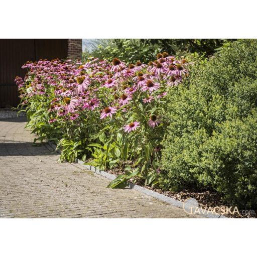 Ecolat Tó és ágyásszegély 14 cm x 7 mm 25m, tekercsben