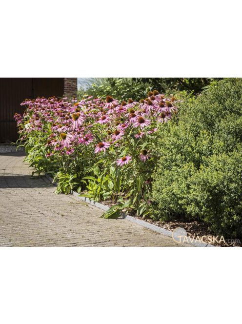 Ecolat Tó és ágyásszegély 19 cm x 7 mm 25m, tekercsben