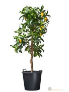 Ritzi konténer fekete 30l, 36,5x41,5cm