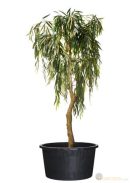 Ritzi konténer 50l H36xØ53,5cm